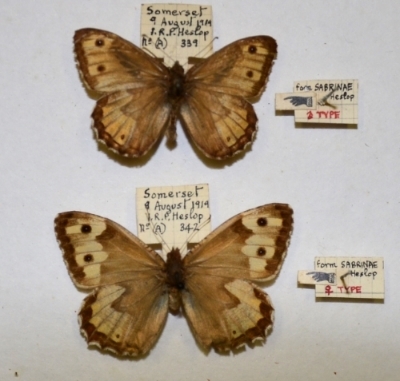 Hipparchia semele (aberration sabinae, heslop 1919, brean down near weston-super mare, coast of somerset) (Internet Image property of respective owner, non-commercial use only)